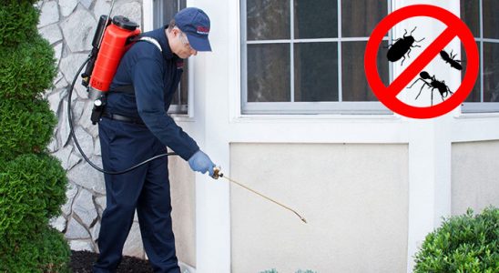 Payamlı Karınca İlaçlama böcek ilaçlama ve haşere kontrolü — ilaclama-tr.com